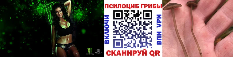 Псилоцибиновые грибы Cubensis  как найти закладки  Гаврилов-Ям 